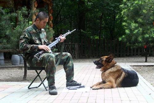 军犬：士兵最好的朋友,士兵忠诚的守护者与最佳伙伴
